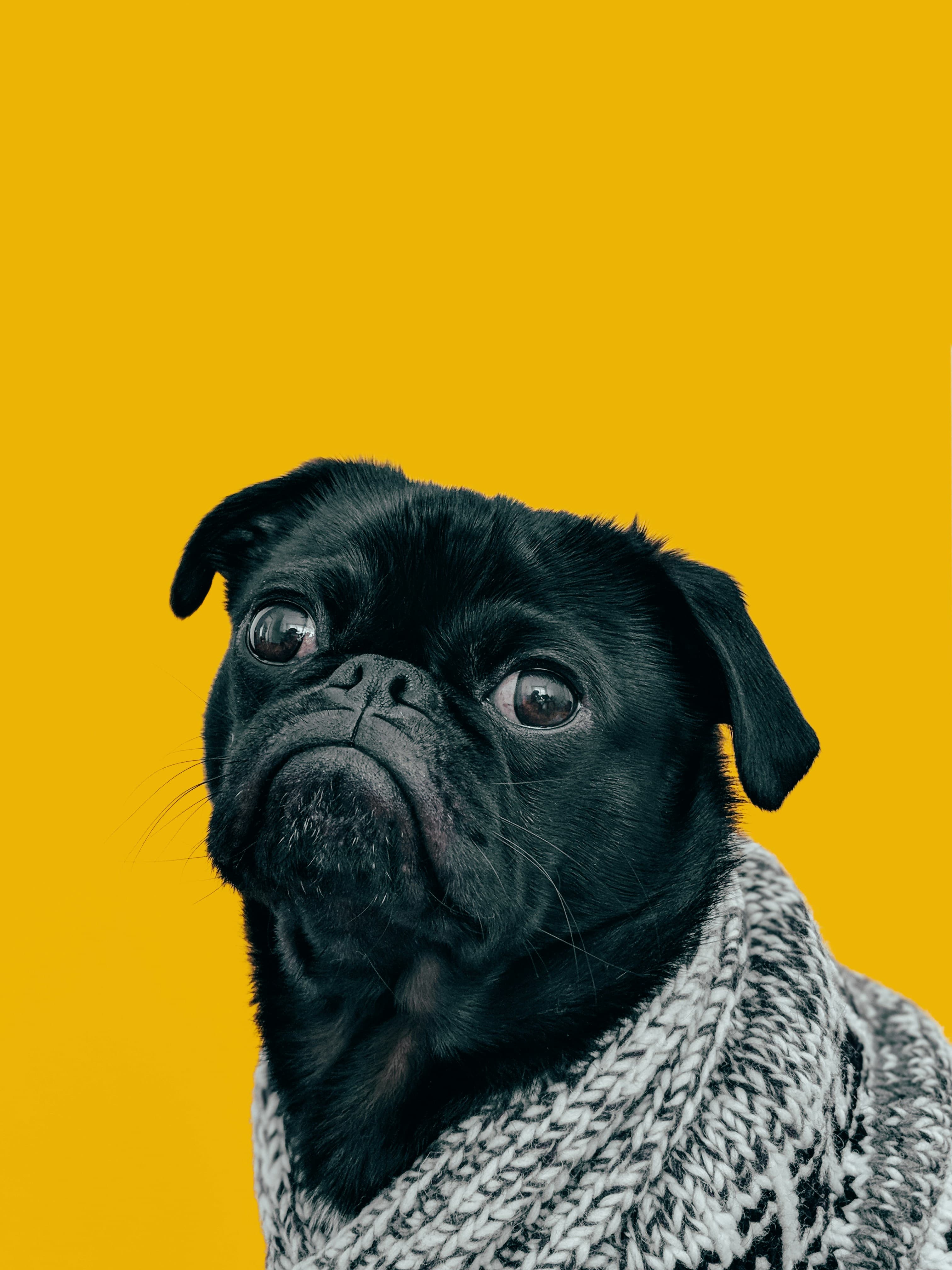 Grumpy Pug
