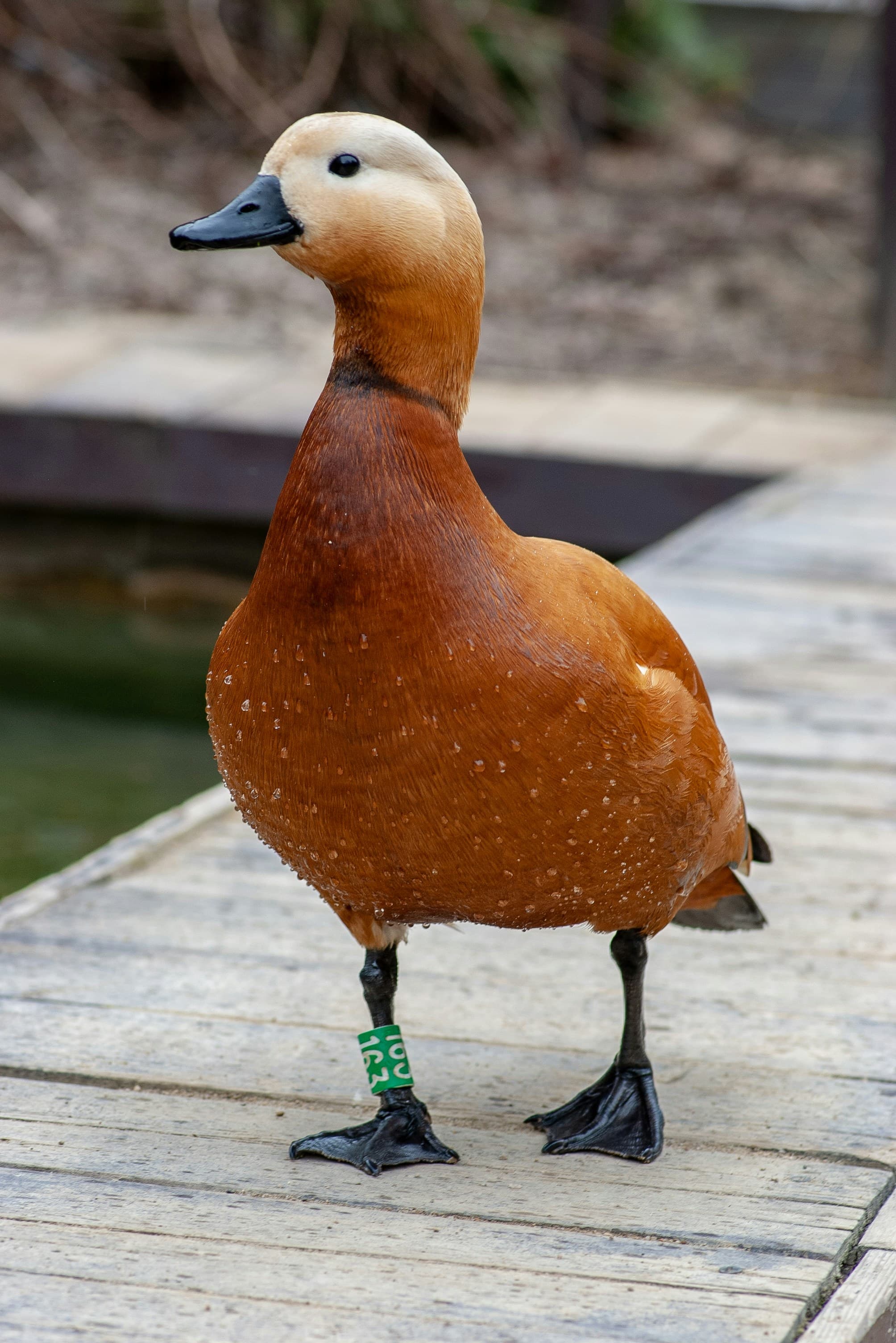 Dancing Duck