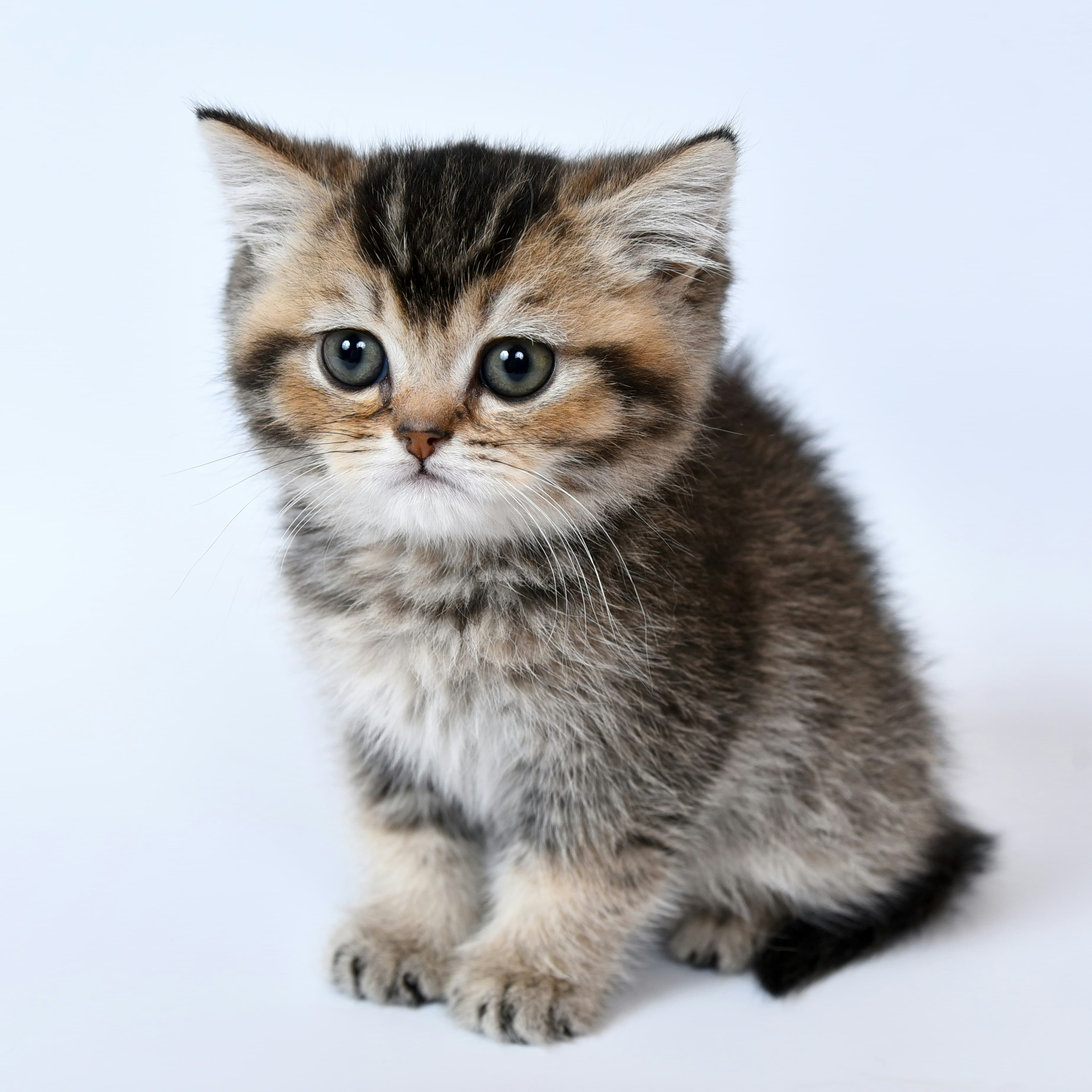 Fluffy Kitten