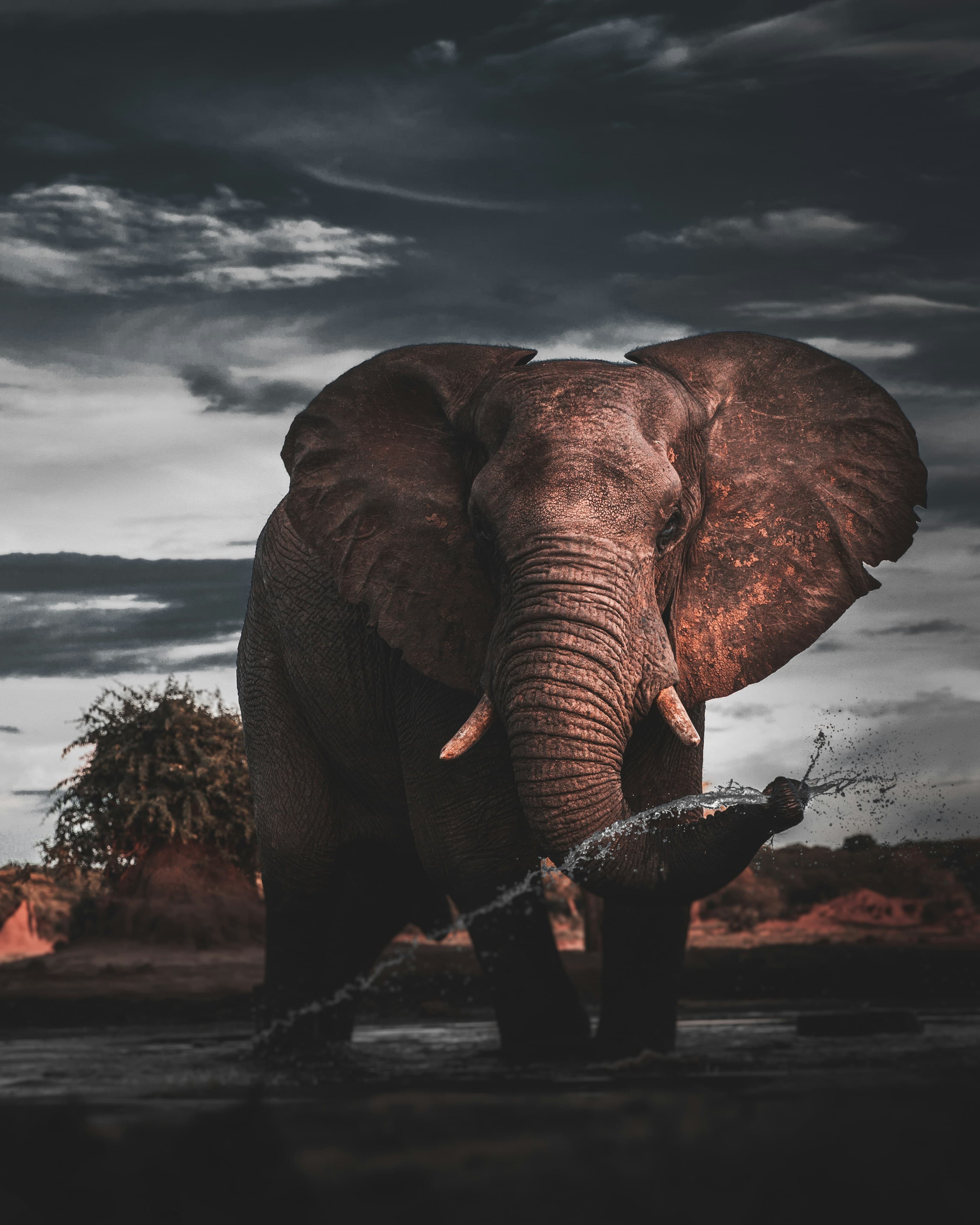 Baby Elephant